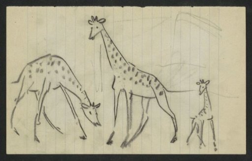 Three giraffes