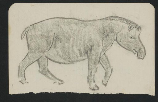 Tapir