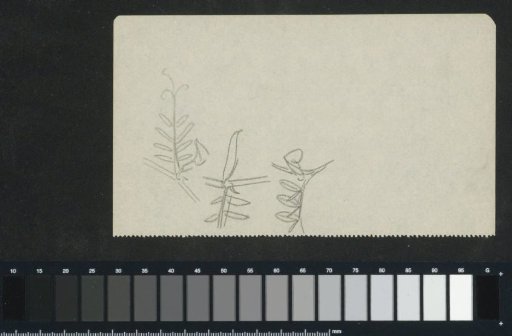 Branches with leaves