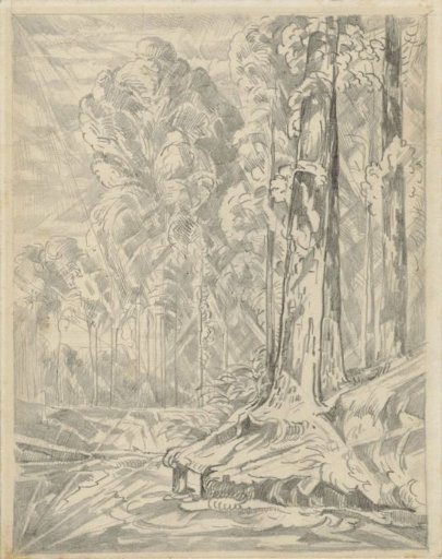 Clearing among tall trees
