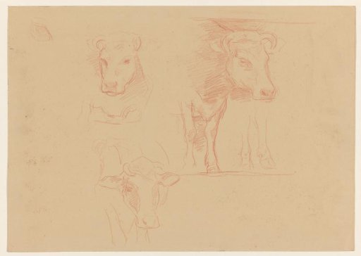 Studies of cows