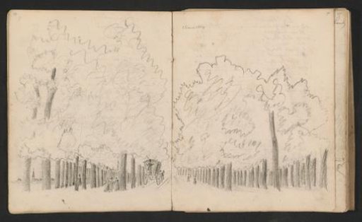 Tree-lined avenue