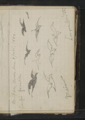 Various birds in flight