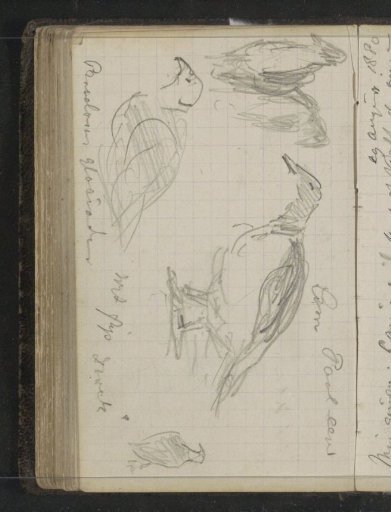 Polar birds