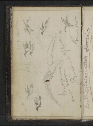 Various birds in flight