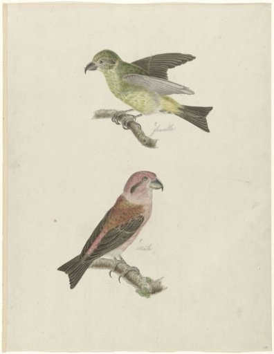 Two Crossbills