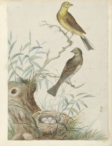 Two Yellowhammers, at a nest with four eggs