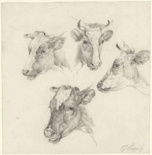 Four Studies of a Cow's Head