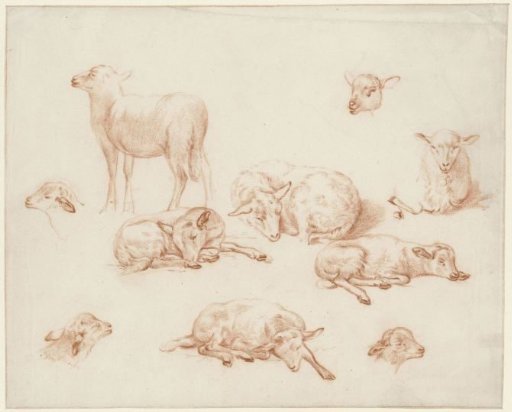 Study Sheet with Sheep