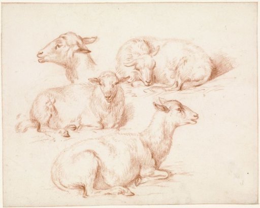 Study Sheet with Sheep