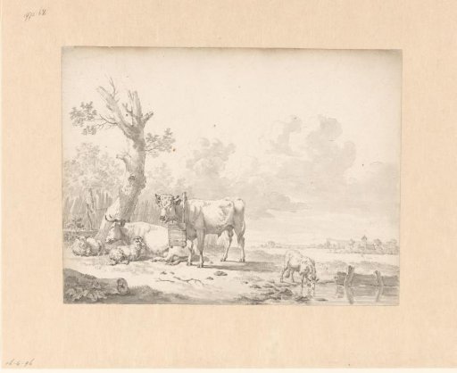 Standing bull and other resting cattle near a pollarded tree