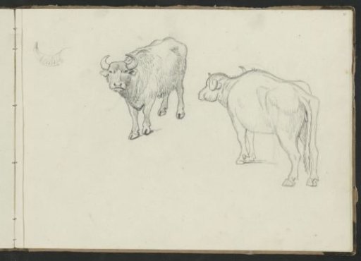 Oxen and a horn