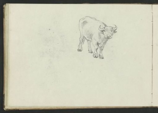 Ox