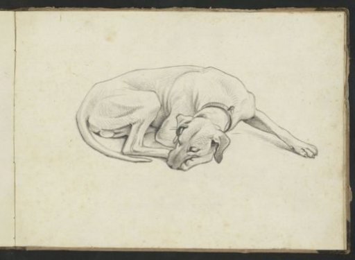 Sleeping dog