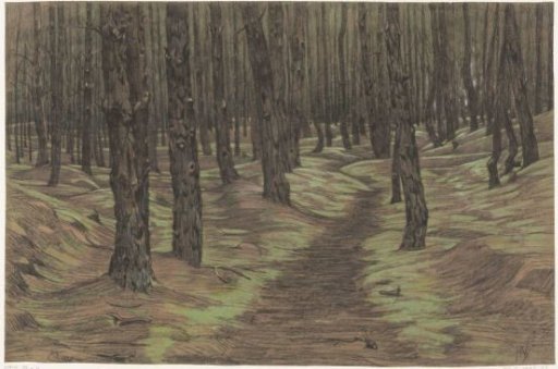 Pine Forest