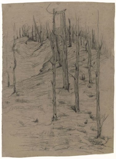 Bare Pine Trunks on Rolling Terrain
