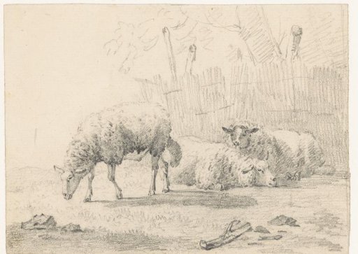 Three sheep