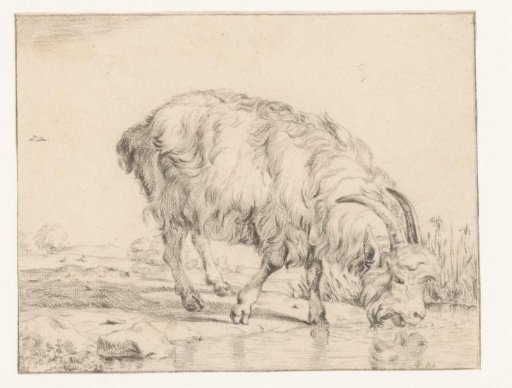 Drinking goat