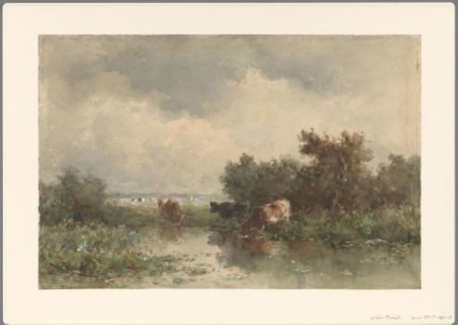 Three cows by a pool