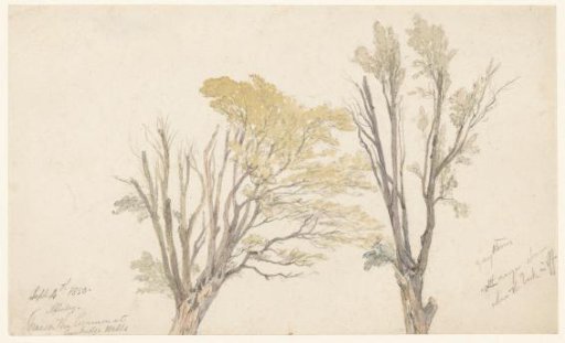 Two tree studies