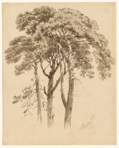 Study of three pines