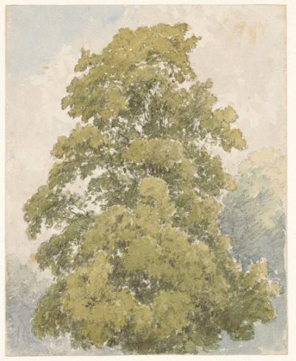 Study of an elm