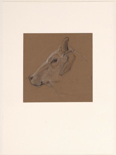 Zebu