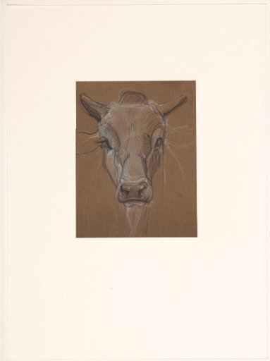 Head of a Zebu, from the front