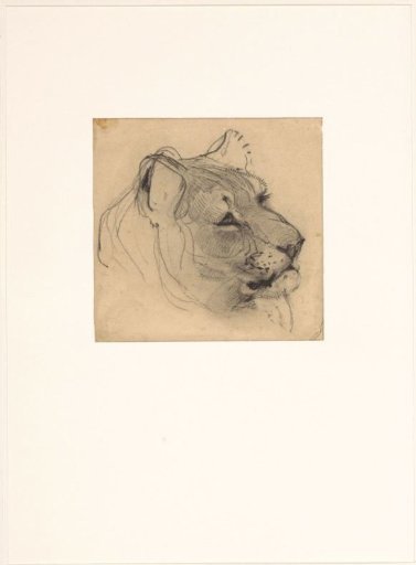 Head of a lioness