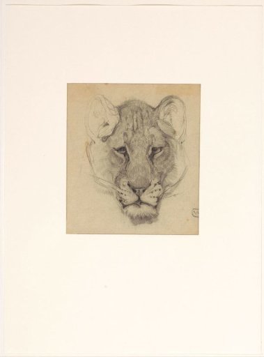 Head of a lioness, from the front