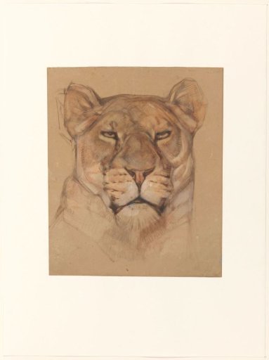 Head of a Lioness