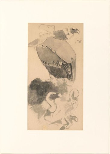 Study of Vultures