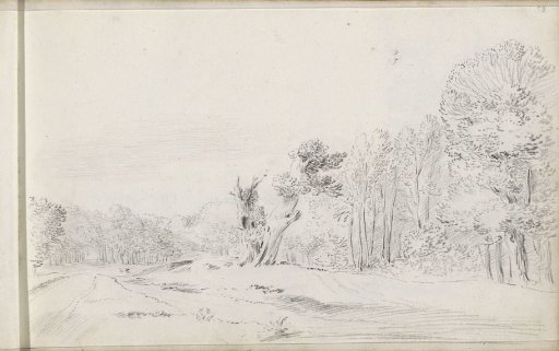 Pollarded tree in a clearing in the woods