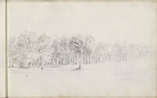 Edge of the woods