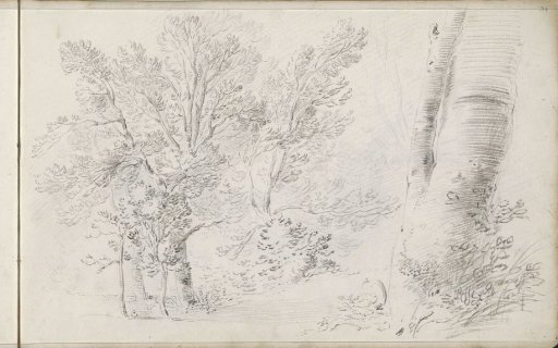 Forest landscape