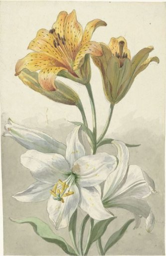 Yellow and White Lilies
