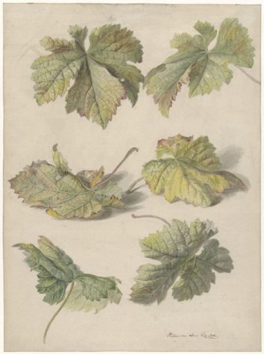 Studies of Vine Leaves