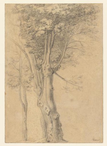 Tree studies