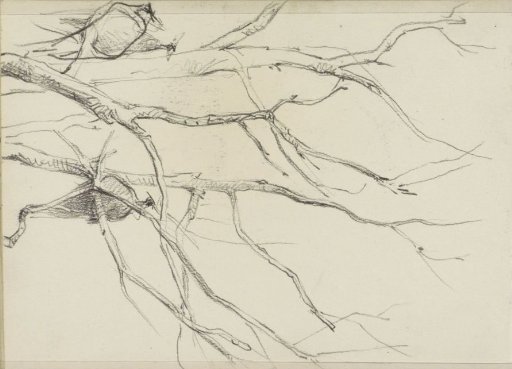 Birds in a Tree with Bare Branches