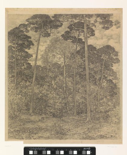 Forest view at Scherpenzeel