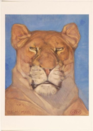 Head of a lioness