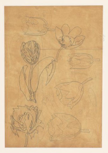 Studies of Tulips