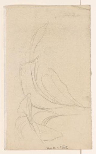 Plant Study