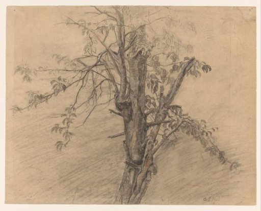 Study of a Tree