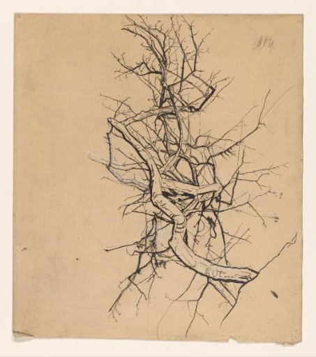 Study of a Tree