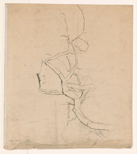 Study of a Tree