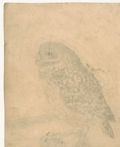 Little owl