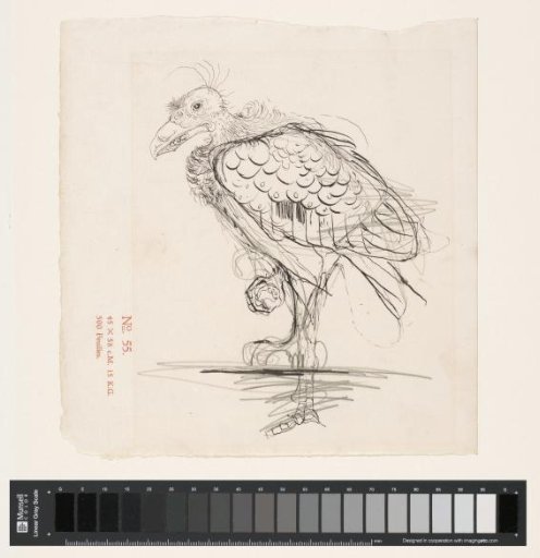 Bird Standing on One Leg, Possibly a Vulture
