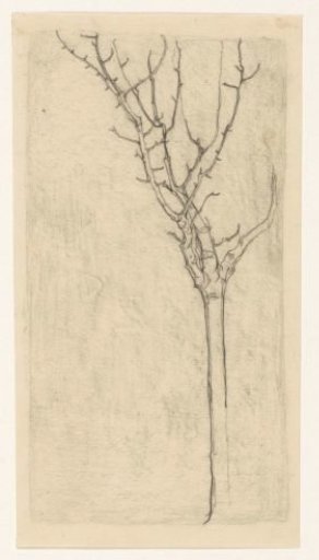 Bare tree