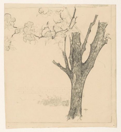 Tree trunk and blossoming branch